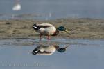 Mallard (Anas platyrhynchos)