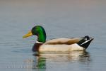 Mallard (Anas platyrhynchos)