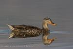 Mallard (Anas platyrhynchos)