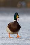 Mallard (Anas platyrhynchos)