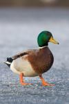 Mallard (Anas platyrhynchos)