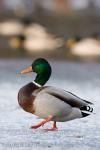 Mallard (Anas platyrhynchos)