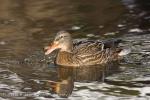 Mallard (Anas platyrhynchos)