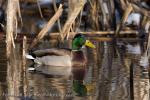 Mallard (Anas platyrhynchos)