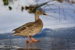 Mallard (Anas platyrhynchos)