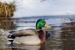 Mallard (Anas platyrhynchos)