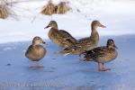 Mallard (Anas platyrhynchos)