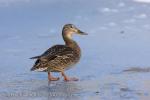Mallard (Anas platyrhynchos)