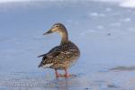 Mallard (Anas platyrhynchos)