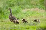 Mallard (Anas platyrhynchos)