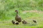 Mallard (Anas platyrhynchos)