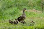 Mallard (Anas platyrhynchos)