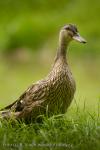 Mallard (Anas platyrhynchos)
