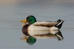 Mallard (Anas platyrhynchos)