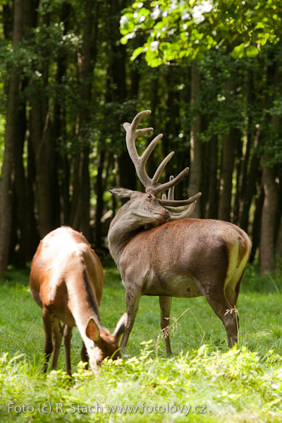 Sudokopytníci - Jelen evropský (Cervus elaphus)