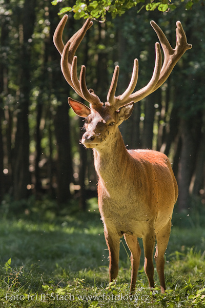 Sudokopytníci - Jelen evropský (Cervus elaphus)