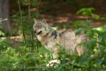 Vlk eurasijský (Canis lupus)