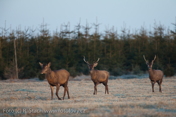 Sudokopytníci - Jelen evropský (Cervus elaphus)