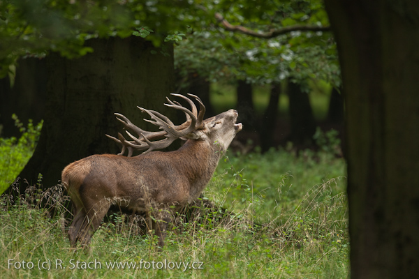 Sudokopytníci - Jelen evropský (Cervus elaphus)