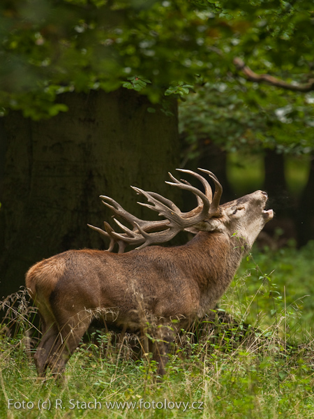 Sudokopytníci - Jelen evropský (Cervus elaphus)