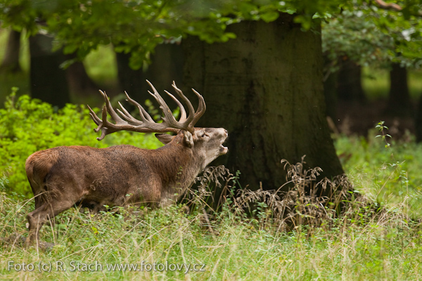 Sudokopytníci - Jelen evropský (Cervus elaphus)