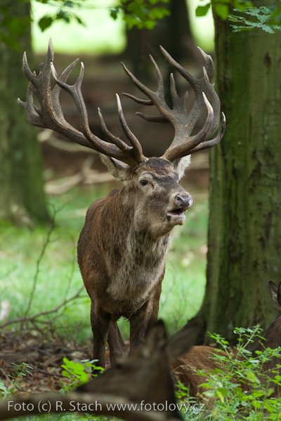 Sudokopytníci - Jelen evropský (Cervus elaphus)