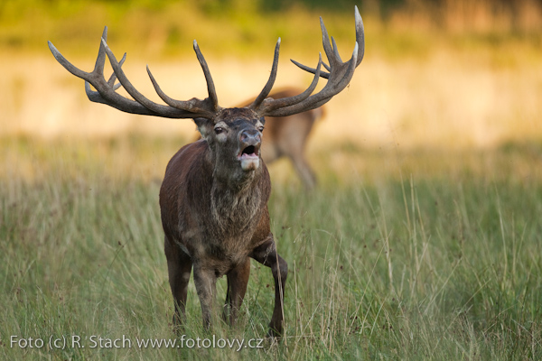 Sudokopytníci - Jelen evropský (Cervus elaphus)