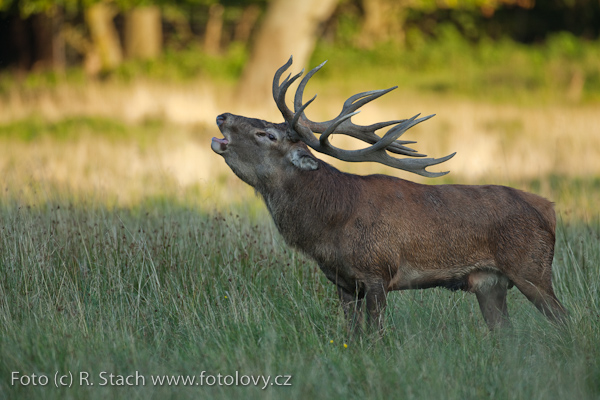 Sudokopytníci - Jelen evropský (Cervus elaphus)