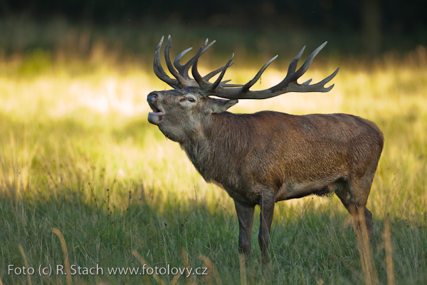 Sudokopytníci - Jelen evropský (Cervus elaphus)