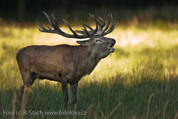 Sudokopytníci - Jelen evropský (Cervus elaphus)