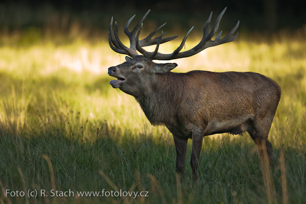 Sudokopytníci - Jelen evropský (Cervus elaphus)