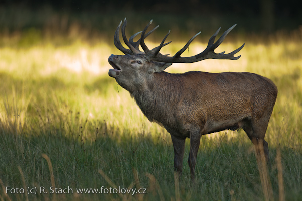 Sudokopytníci - Jelen evropský (Cervus elaphus)