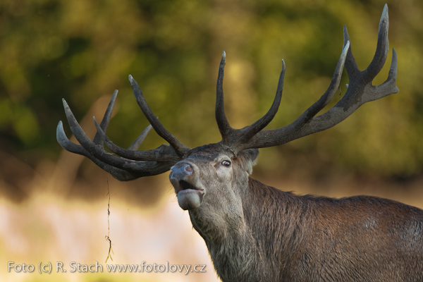 Sudokopytníci - Jelen evropský (Cervus elaphus)