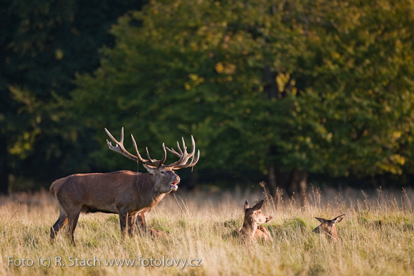 Sudokopytníci - Jelen evropský (Cervus elaphus)