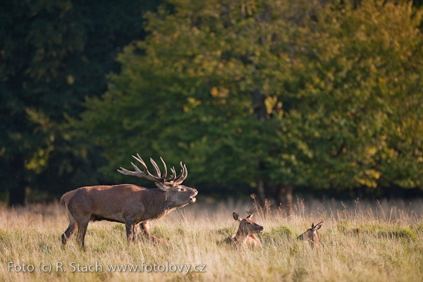 Sudokopytníci - Jelen evropský (Cervus elaphus)