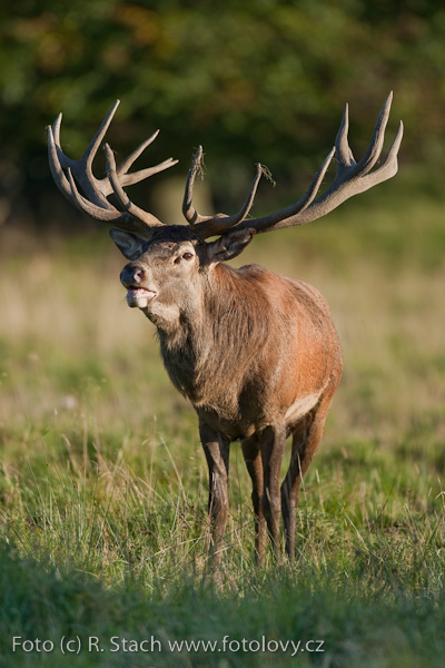 Sudokopytníci - Jelen evropský (Cervus elaphus)