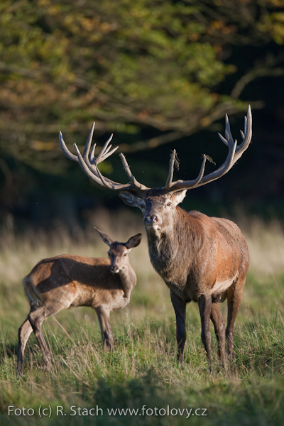 Sudokopytníci - Jelen evropský (Cervus elaphus)