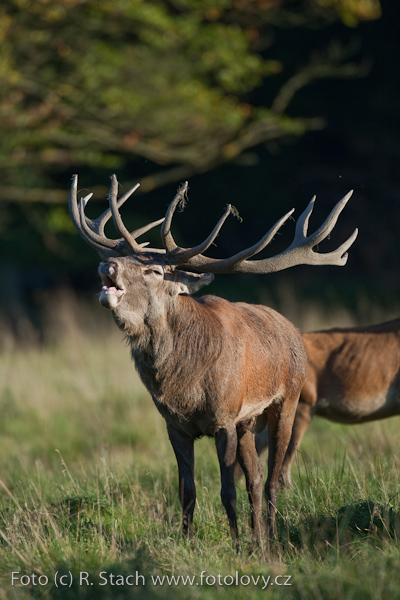 Sudokopytníci - Jelen evropský (Cervus elaphus)