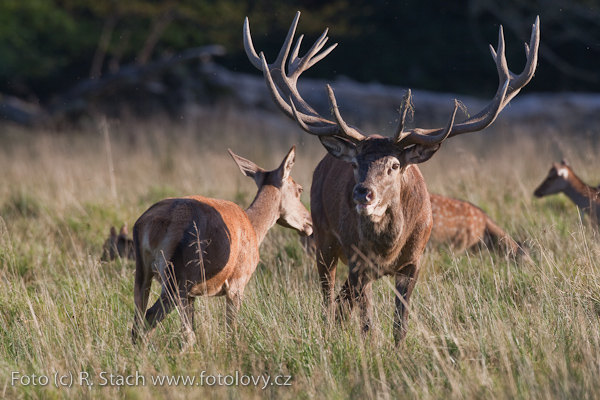 Sudokopytníci - Jelen evropský (Cervus elaphus)