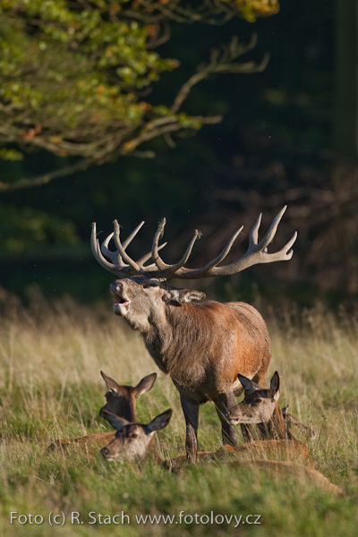 Sudokopytníci - Jelen evropský (Cervus elaphus)