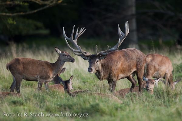 Sudokopytníci - Jelen evropský (Cervus elaphus)