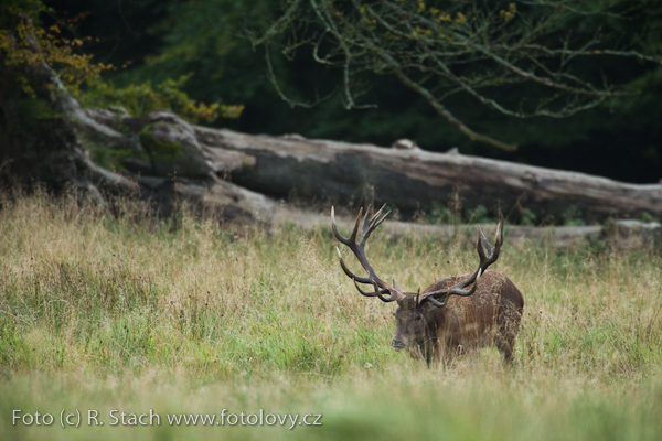 Sudokopytníci - Jelen evropský (Cervus elaphus)