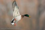 Mallard (Anas platyrhynchos)