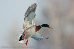Mallard (Anas platyrhynchos)