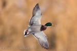 Mallard (Anas platyrhynchos)