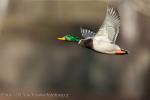 Mallard (Anas platyrhynchos)