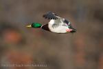 Mallard (Anas platyrhynchos)