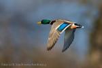 Mallard (Anas platyrhynchos)