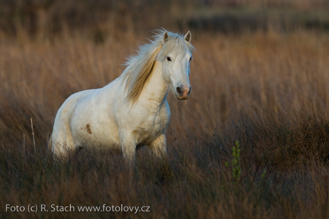 Lichokopytníci - Kůň domácí (Equus caballus)