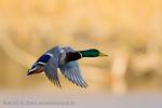 Mallard (Anas platyrhynchos)